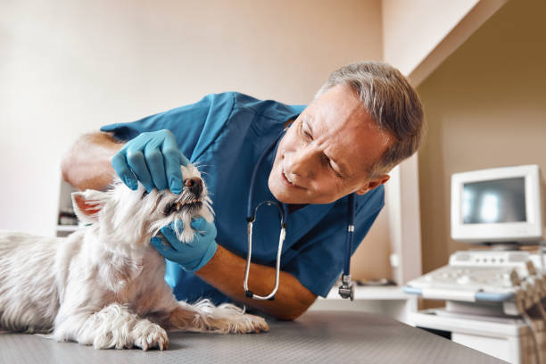 Best Emergency Gum Treatment in San Bruno, CA